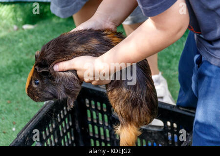 Hände eines kleinen Jungen mit einem Meerschweinchen Stockfoto