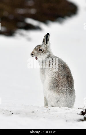 Schneehase (Lepus timidus) Großbritannien Stockfoto