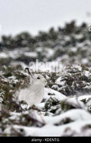 Schneehase (Lepus timidus) Großbritannien Stockfoto