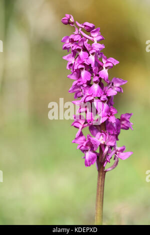 Early purple orchid (Orchis mascula) Stockfoto