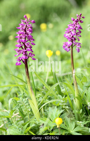 Early purple orchid (Orchis mascula) Stockfoto