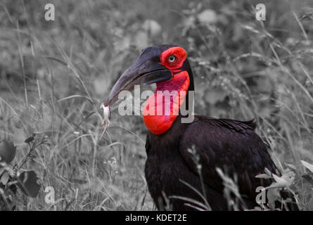 Südliche Hornrabe essen eine Echse, Krüger Nationalpark, Südafrika Stockfoto