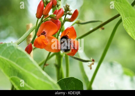 Buff-Tailed Hummel (Bombus terrestris) Nektar sammeln von a blühende Prunkbohne garten Gemüsearten, UK. Stockfoto