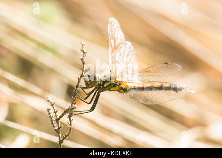 Die Schwarze, libel Sympetrum Danae, weiblich, August, Sussex, UK Stockfoto