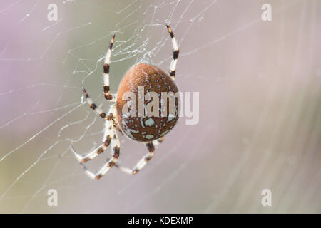 Spider, Araneus quadratus, die vier Spots orb - Weber, weiblich, Sussex, UK. August, Stockfoto