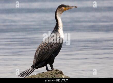 Kormoran (Phalacrocorax carbo) steht auf einem Felsen am Lake Naivasha, Kenia Stockfoto
