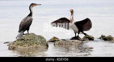 Zwei grosse Kormorane (Phalacrocorax carbo) stehend auf Felsen am lske Naivasha, Kenia Stockfoto