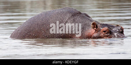 Flusspferd (hippopotamus amphibius) teilweise in Wasser eingetaucht am Lake Naivasha, Kenia Stockfoto