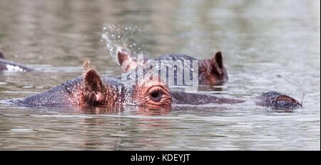Flusspferd (hippopotamus amphibius) Köpfe Planschleifen über Wasser am Lake Naivasha, Kenia Stockfoto