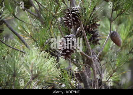 Kiefernzapfen wachsenden auf Wald Baum Stockfoto