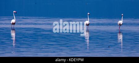 Drei größere Flamingos (phoenicopterus Roseus) waten durch Lake Nakuru Stockfoto