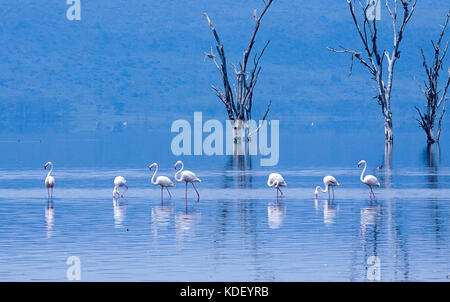 Flamingos (phoenicopterus Roseus) waten durch Lake Nakuru mit blauen Dunst Stockfoto