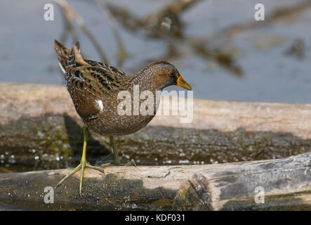 Tüpfelsumpfhuhn, Porzana porzana in der platamona See, Sardinien, Italien Stockfoto