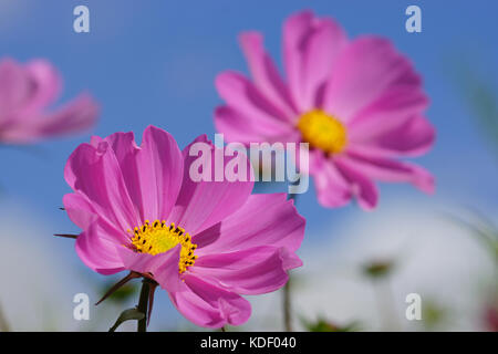 Cosmos Blumen vor blauem Himmel Stockfoto