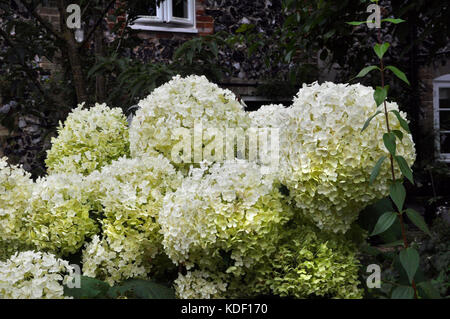 Hydrangea Arborescens 'Annabelle' Stockfoto