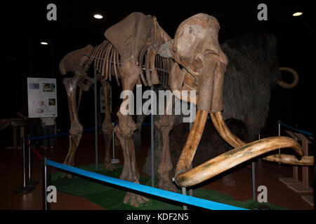 Mammuts. Wanderausstellung im Eis gefangen sind, in der jurazeit Museum von Asturien, Spanien. Es wurde vom 30.Juli bis zum 30. September 2009 gesehen. Stockfoto