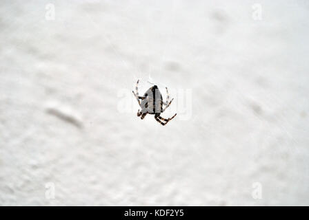 Spinne weben Web auf weißem Hintergrund. Stockfoto