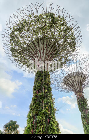 Supertrees, Supertree Grove Gardens by the Bay, Singapur Stockfoto