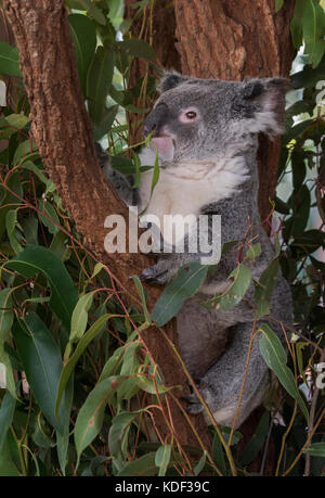 Koalo tragen eine von Australiens Lieblingstiere. Stockfoto