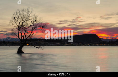 Lake Wanaka, Otago, Südinsel, Neuseeland mit der Weide 'einsam' Baum. Seine die berühmten Seen von South Island. Stockfoto