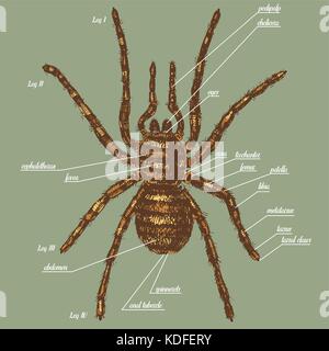 Abbildung einer Spinne Anatomie gehören alle Name des Tieres Teile. birdeater Arten in Hand gezeichnet oder gravierte Stil. arachnology Stock Vektor