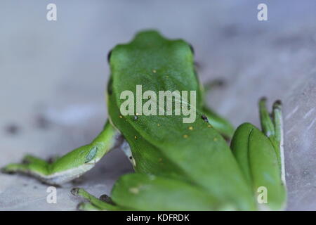 Green Tree Frog Stockfoto