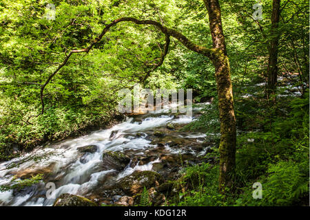 Der Fluss Lyn (Ost) auf dem Weg zur Watersmeet in der Nähe von Lynmouth, North Devon, England, UK Stockfoto