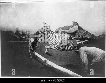 Mann auf einem zahmen Zebra springen einen Zaun in Ostafrika LCCN 2001705552 Stockfoto