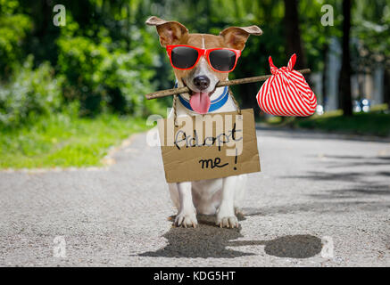 Verloren und Obdachlose Jack Russell Hund mit Pappe um den Hals hängen, an der Straße aufgegeben und wartet darauf, angenommen zu werden. Stockfoto