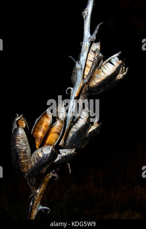 Getrocknet yucca Samenkapseln Nahaufnahme Stockfoto