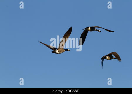 Quebec, Kanada. Kanada Gänse im Flug Stockfoto