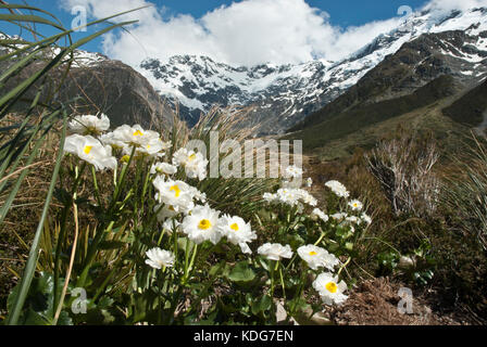 Mount Cook Hahnenfuß, alias Mount Cook Lily, die größte Hahnenfuß, vom Hooker Valley vor Mount Cook/Aoraki. Stockfoto