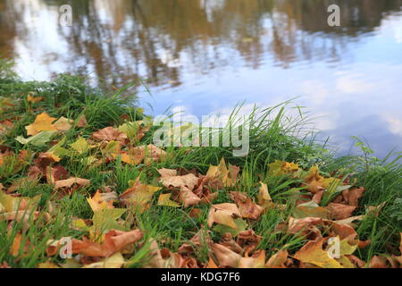 Herbst Blätter auf dem Rasen neben einem See in Hampstead Heath Stockfoto