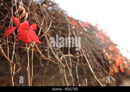 Rote Blätter im Herbst, Twiggy Bush auf einer Straße in London, Hampstead Heath Stockfoto