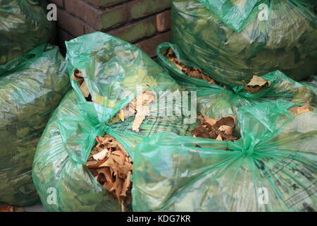 Herbst Blätter grün Rat Beutel für wast Sammlung gesammelt. Stockfoto