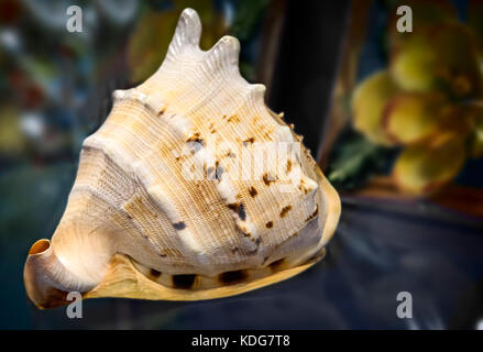 Still life: auf der Oberfläche des Tisches ist eine große schöne Muschel. Stockfoto
