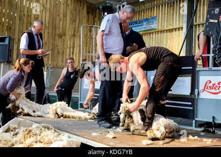 Schafe scheren contest North Somerset Landwirtschaft zeigen Stockfoto