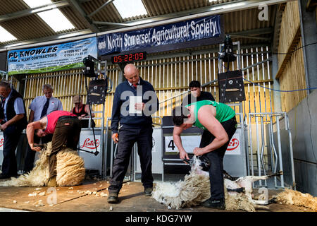 Schafe scheren contest North Somerset Landwirtschaft zeigen Stockfoto