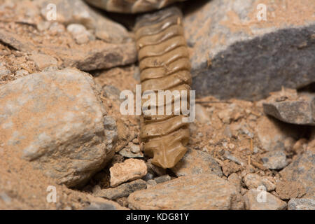 Südwesten gefleckte Klapperschlange (Crotalus pyrrhus) von Maricopa County, Arizona, USA. Stockfoto