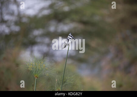 Pied Kingfisher ceryle rudis Lake Naivasha Kenia Stockfoto