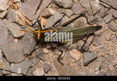 Pferd taeniopoda lubber (EE) von Hidalgo County, New Mexico, USA. Stockfoto