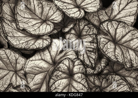 Nahaufnahme von Caladium verlässt. Oregon Stockfoto