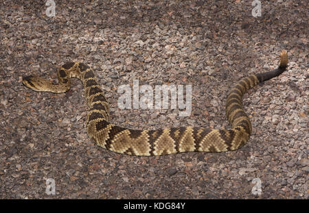 Western black-tailed Klapperschlange (Crotalus molossus) von Cochise County, Arizona, USA. Stockfoto