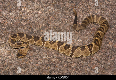 Western black-tailed Klapperschlange (Crotalus molossus) von Cochise County, Arizona, USA. Stockfoto