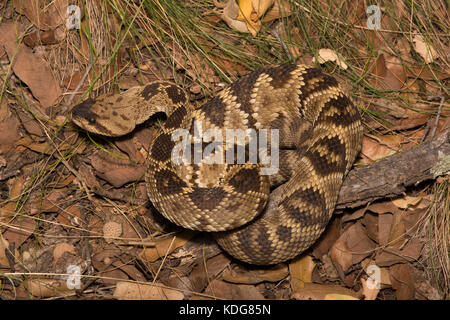 Western black-tailed Klapperschlange (Crotalus molossus) von Cochise County, Arizona, USA. Stockfoto