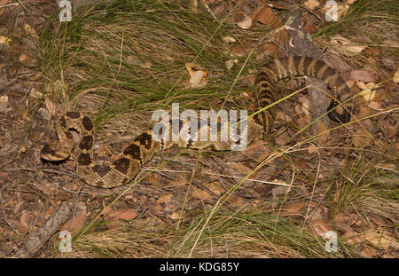 Western black-tailed Klapperschlange (Crotalus molossus) von Cochise County, Arizona, USA. Stockfoto