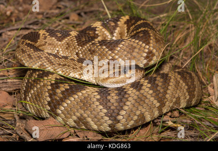 Western black-tailed Klapperschlange (Crotalus molossus) von Cochise County, Arizona, USA. Stockfoto