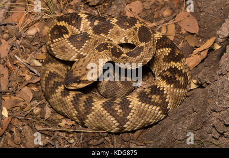 Western black-tailed Klapperschlange (Crotalus molossus) von Cochise County, Arizona, USA. Stockfoto