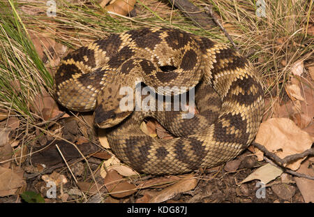 Western black-tailed Klapperschlange (Crotalus molossus) von Cochise County, Arizona, USA. Stockfoto