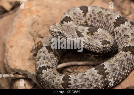 Gebänderte rock Klapperschlange (crotalus Fuchsjagd klauberi) von Cochise County, Arizona, USA. Stockfoto